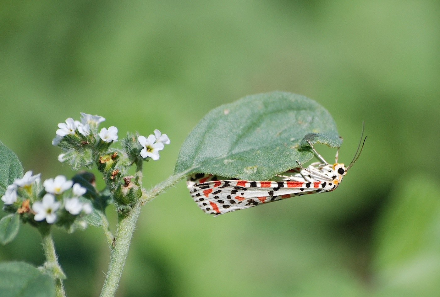 Utetheisa pulchella, (Linneaus, 1758)